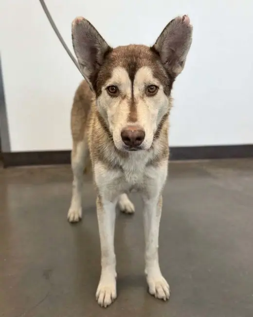 BELLA