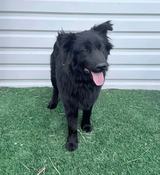 Jonah - ADOPTION IN PROCESS