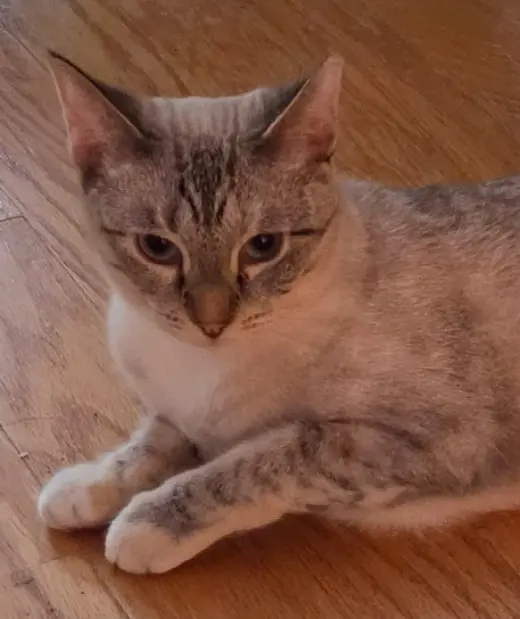 Pretty Girl