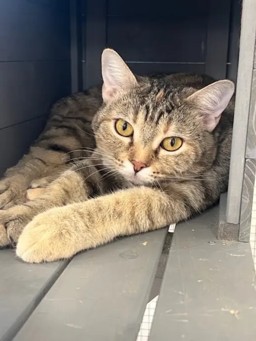 Clementine