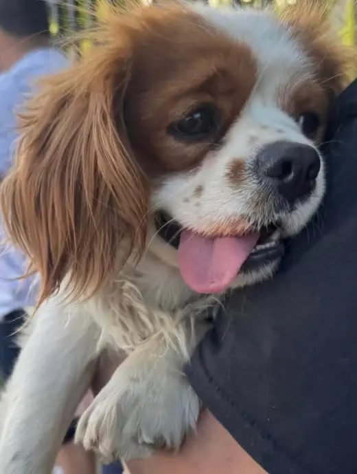 Finnegan