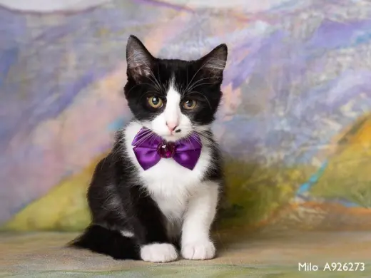 MILO