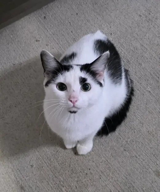 Vivian