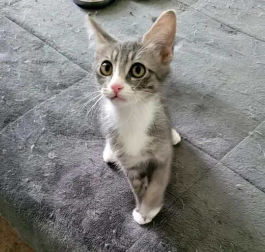 FRODO