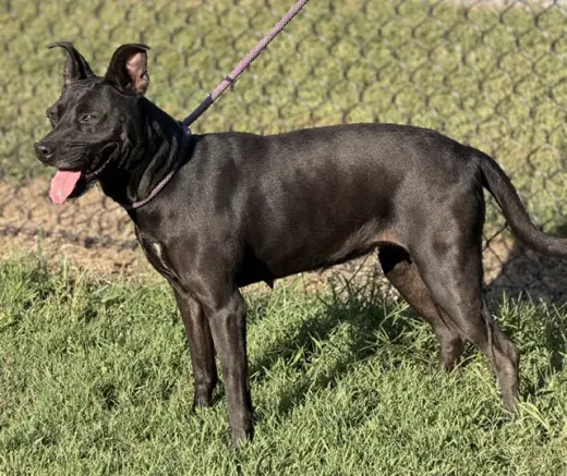 Nyla
