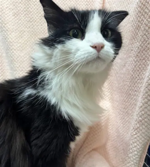 LUCA