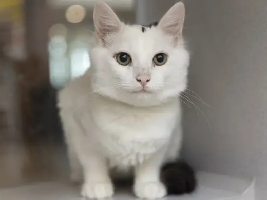 BILBO