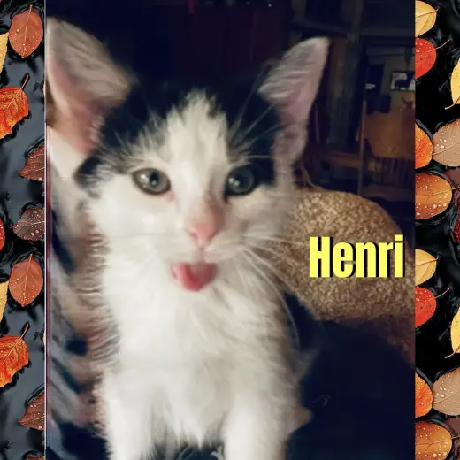 Henri
