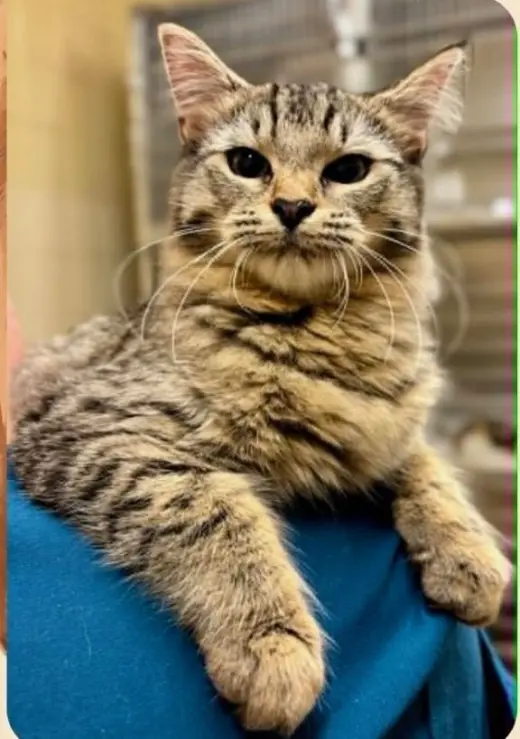 Dori (South Carolina Four)
