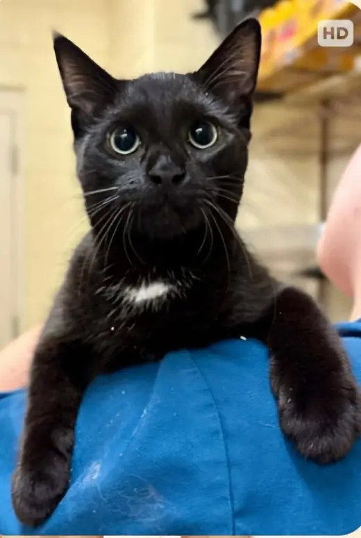 Arnie (South Carolina Four)