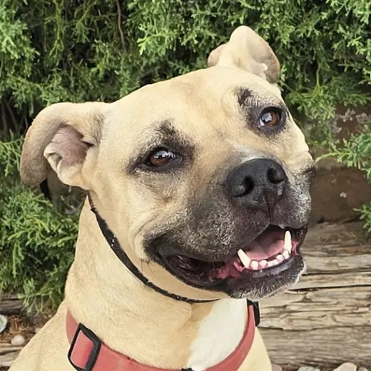 Silly SWEET Ms Strudel ~ Lovely 50lb 3y APBT Lady