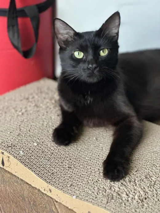 Ebony