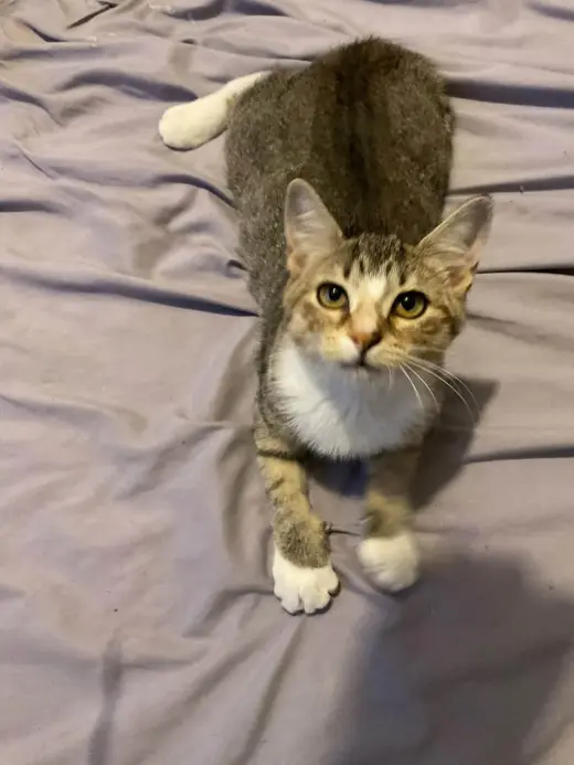 Samantha