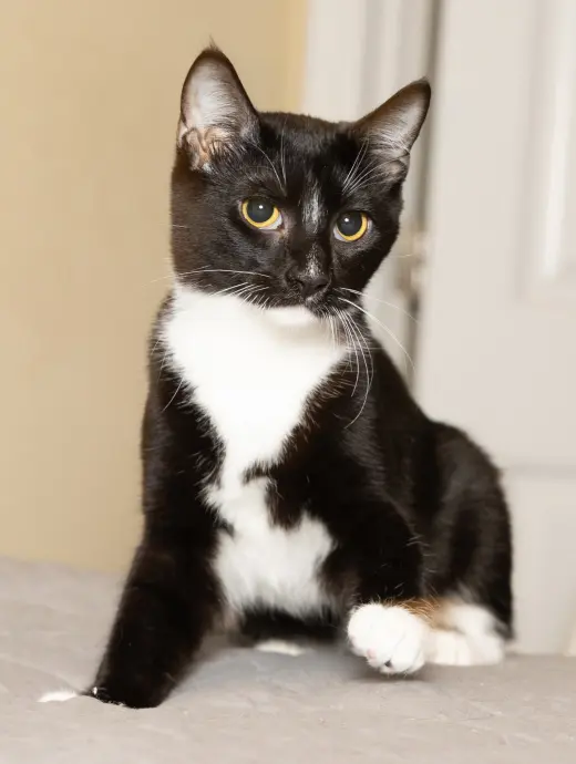 KITTEN LORD SOCK