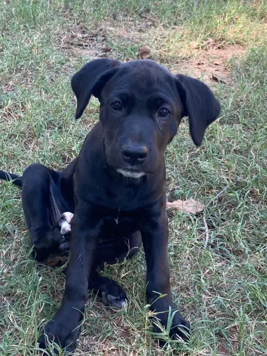 Lila