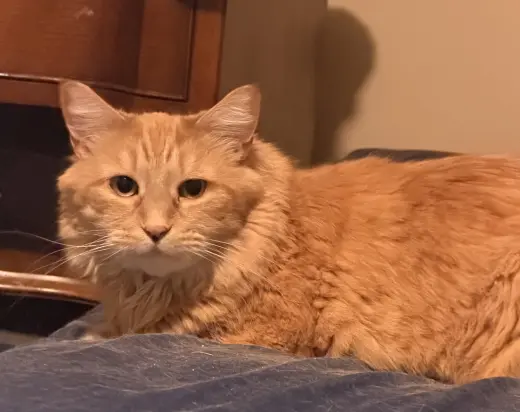 Tigger*