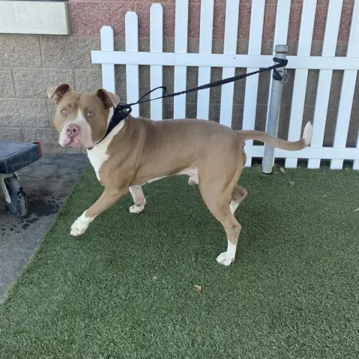 CANELO