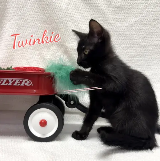 Twinkie #snack-cake-trio