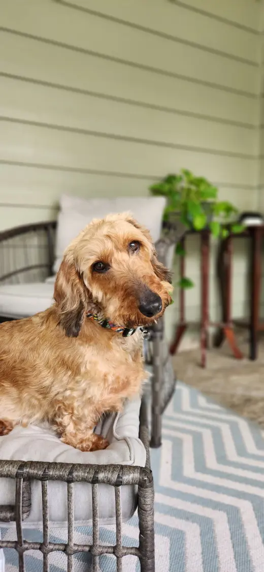 Fritz3 (Bonded with Louie4) In North Carolina