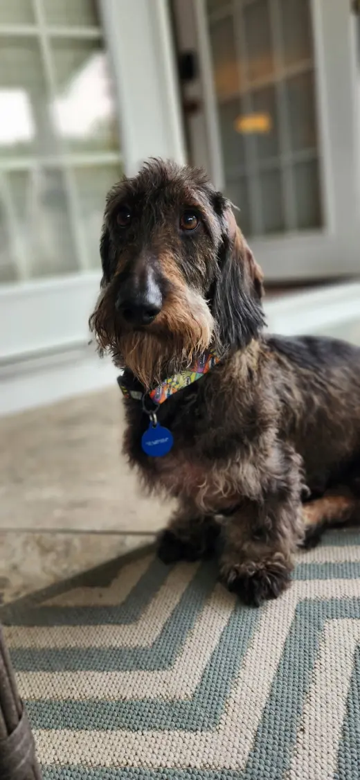 Louie4 (Bonded with Fritz3) In North Carolina