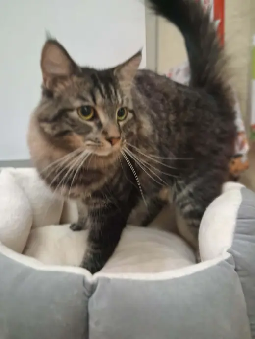 Mowgli