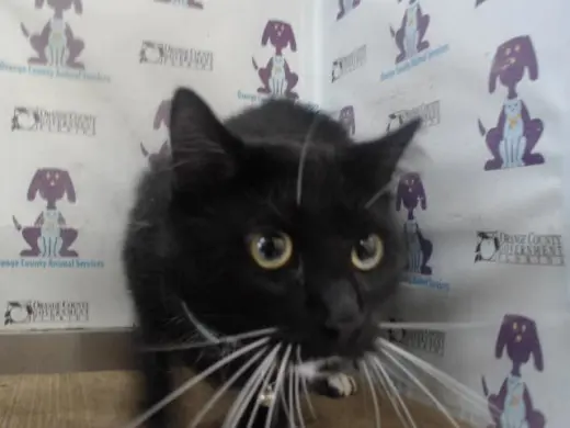 TUX