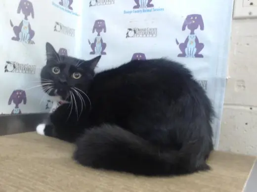MOTOKI