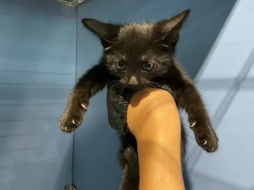 OREO