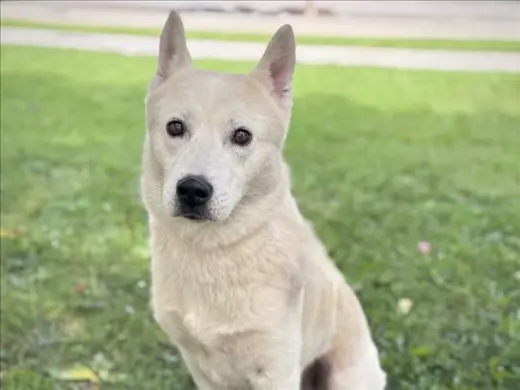 CYRUS