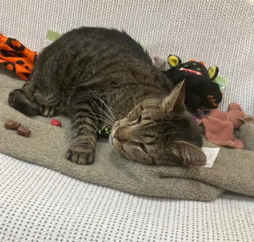 SIMBA