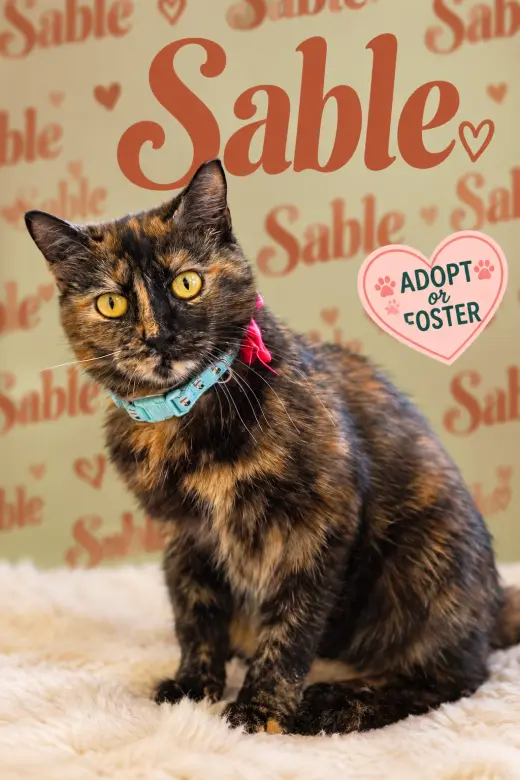 Sable (FCID# 09/09/2026 -44 Trainer)