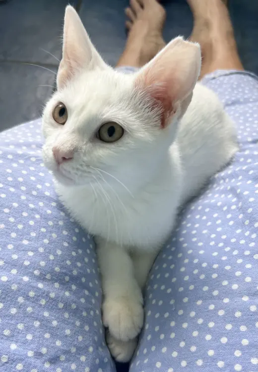 Snowy (FCID#08/04/2026-83) Christiana Petsmart