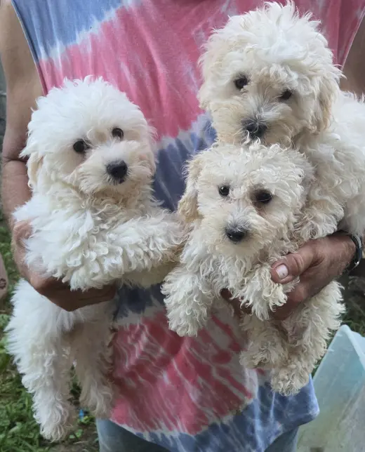 MALTIPOO (Maltese/Poodle)