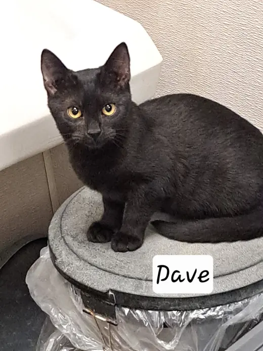 Dave (FCID# 08/27/2026 - 54 Brandywine PS) C