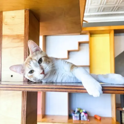 Percival