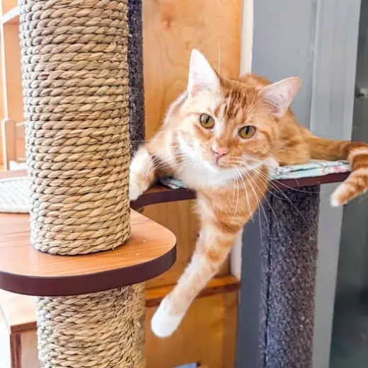Oliver