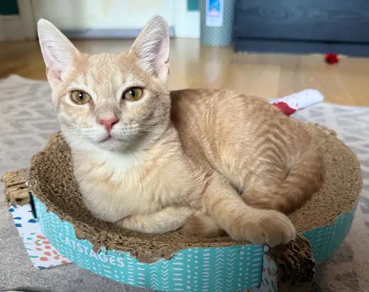 Dylan