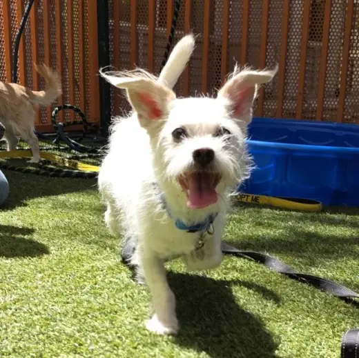 MOCHI