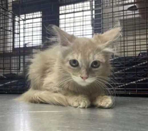 ORANGE- PENDING ADOPTION