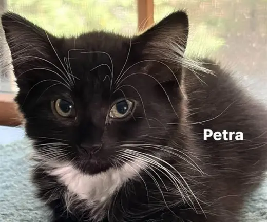 PETRA