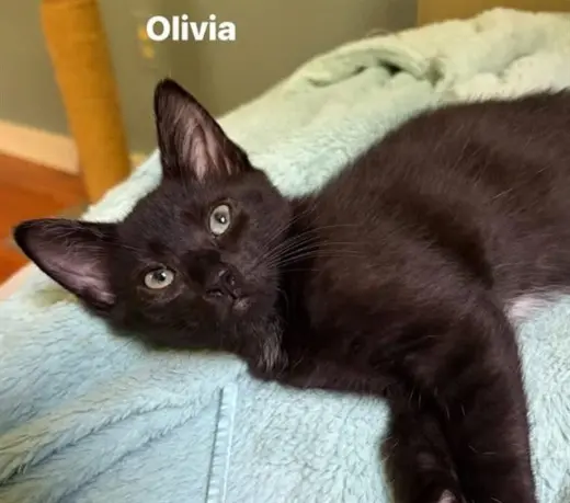 OLIVIA