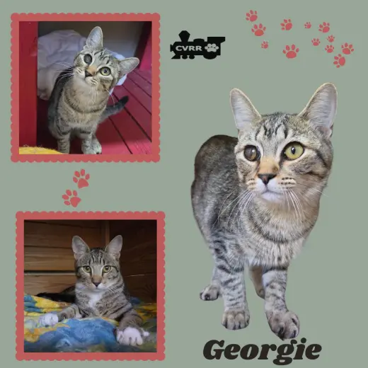 Georgie (Kitten)