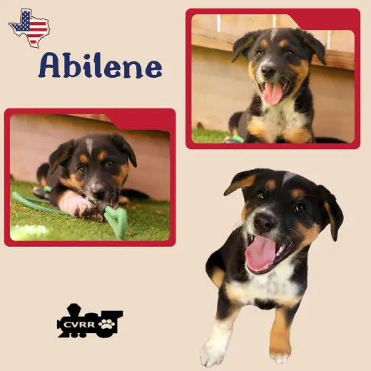 Abilene (Puppy)