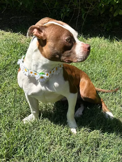 Daisy
