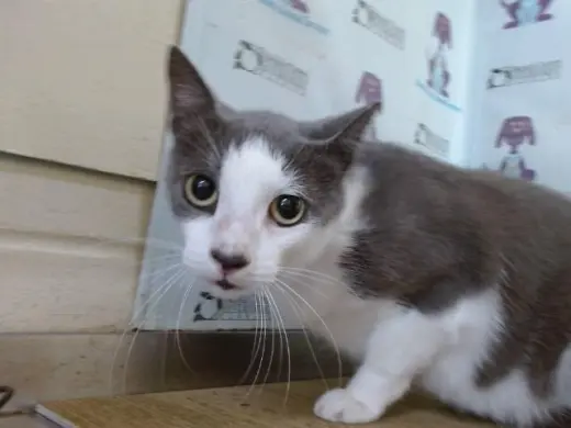 MERLIN