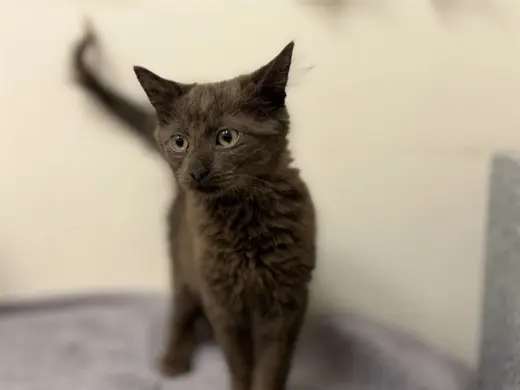 OSITO