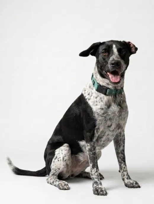 Dottie