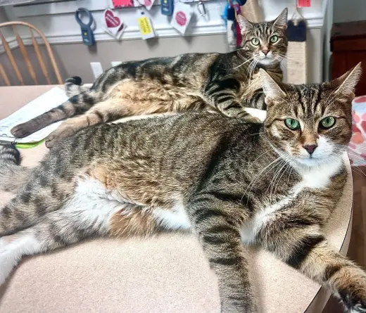 Costello bonded with Abbott