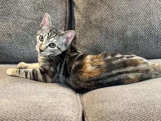 Bobbi