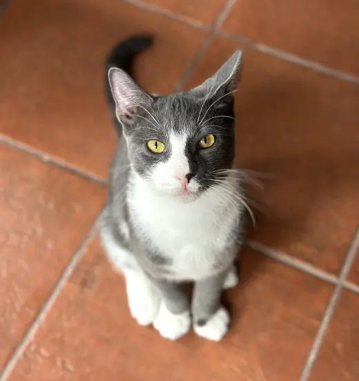 Rocco